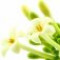 papaya-blossom-شکوفه-انبه-هندی