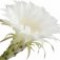 night-blooming-cereus-سیریس-شب-تاب