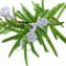 rosemary-رزماری