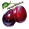 plum-آلو
