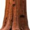 sequoia-درخت-سرخ-چوب