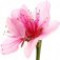 cherry-blossom-شکوفه-گیلاس