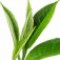tea-چای