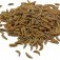 caraway-زیره