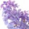 lilac-یاس-بنفش