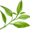 petitgrain-برگ-درخت-نارنج