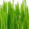grass-علف