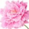 peony-گل-صدتومانی
