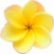 frangipani-پلومریا