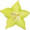 carambola-star-fruit-کارامبولا