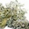 oakmoss-خزه-درخت-بلوط