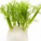 fennel-رازیانه