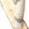 birch-چوب-درخت-قان