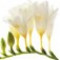 freesia-فریزیا