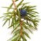 juniper-سرو-کوهی