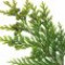 cypress-سرو