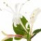honeysuckle-پیچ-امین-الدوله