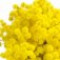 mimosa-گل-ابریشم