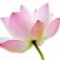lotus-لاله-مردابی