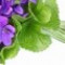 violet-leaf-برگ-بنفشه