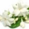 jasmine-یاس
