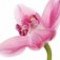 orchid-ارکیده