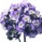 heliotrope-گل-آفتاب-پرست