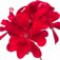 pelargonium-شمعدانیان
