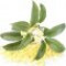 osmanthus-گل-اوسمانتوس