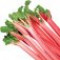 rhubarb-ریواس