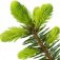 fir-درخت-نراد