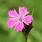 dianthus-میخک