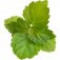 patchouli-نعناع-هندی