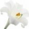 lily-گل-سوسن