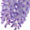 wisteria-گل-ویستریا