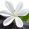 tiare-flower-یاس-تاهیتی