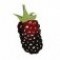 boysenberry-تمشک-بویسن