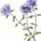 thyme-آویشن