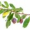 plum-tree-درخت-آلو