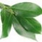 bay-leaf-برگ-خشک-برگبو