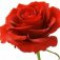 rose-رز