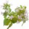 oregano-پونه-کوهی