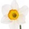 narcissus-نرگس