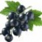 black-currant-انگور-فرنگی-سیاه
