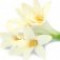 tuberose-گل-مریم