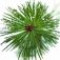 pine-tree-درخت-کاج