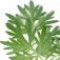wormwood-خاراگوش